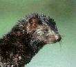 Mink