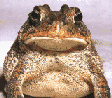 Toad